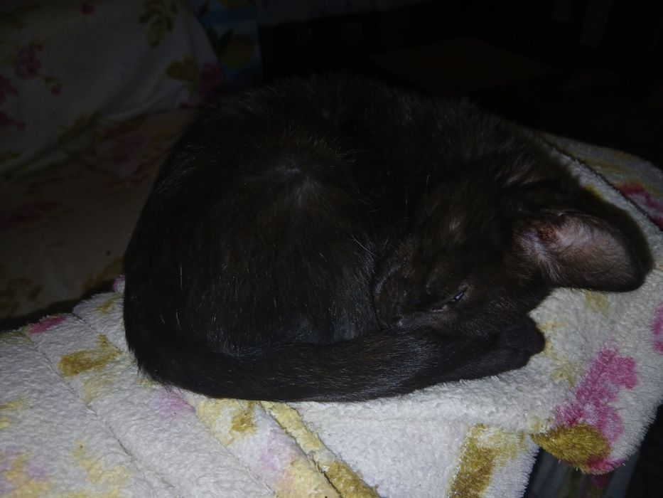 Котенок девочка черная