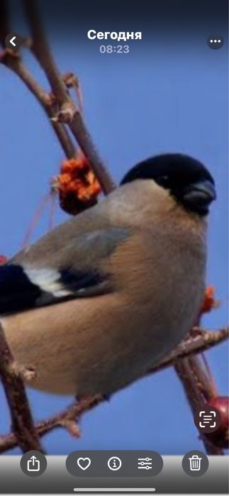 Птицы снегери самцы