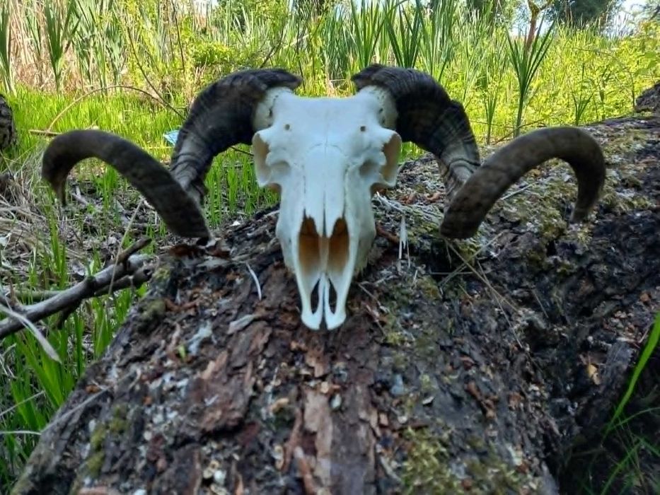 trofeu-trofee-craniu-coarne de berbec negru