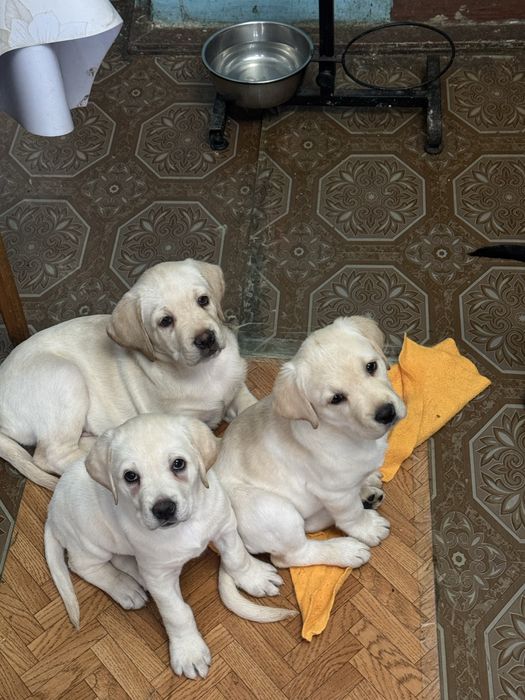 Продаются щенки лабродора