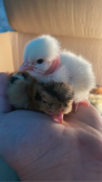 Цыплята разных пород