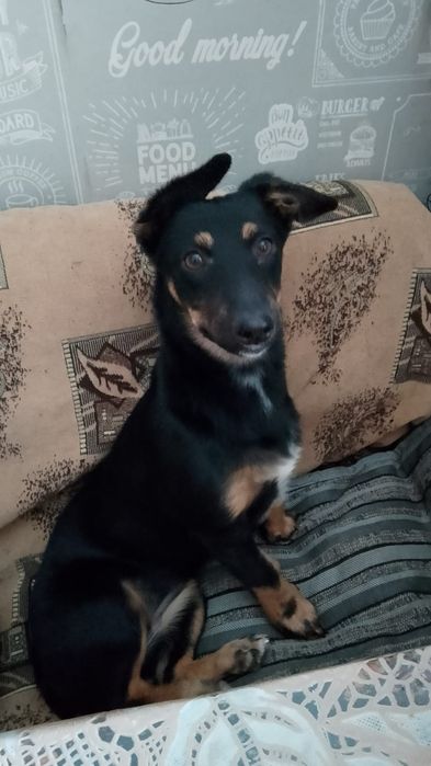 Дарю в добрые руки