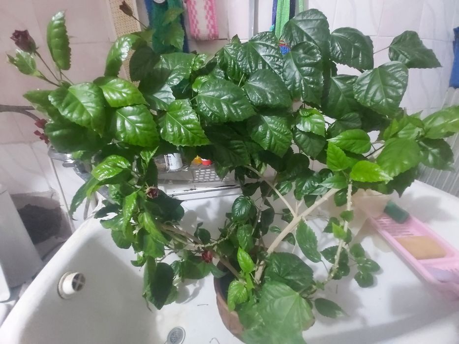 Продаю.розу. гибискус