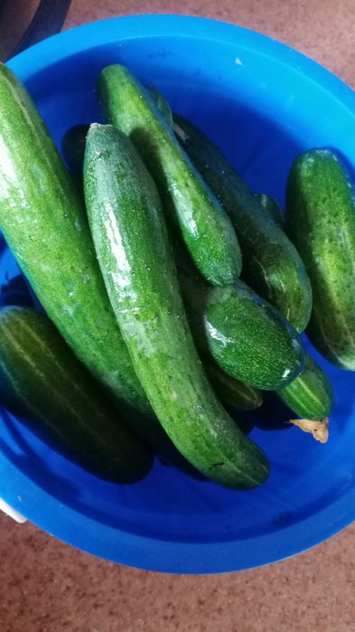 Продам помидоры домашние