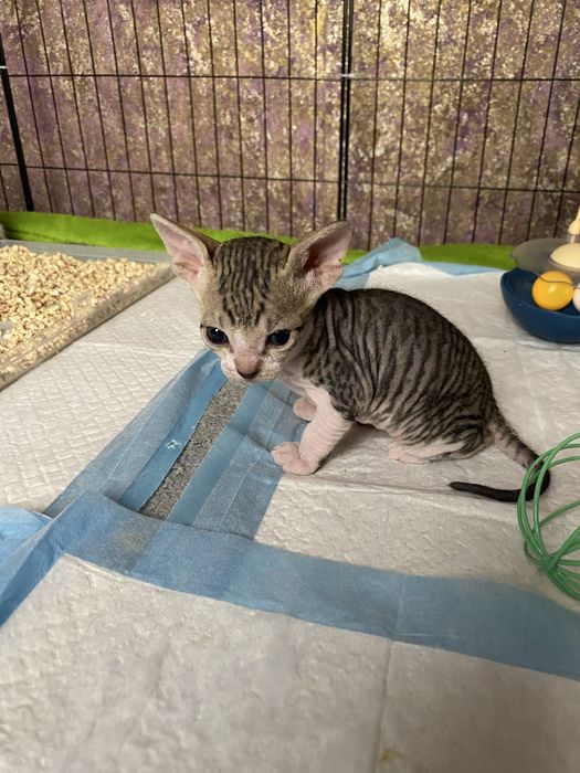 Малышка Донской сфинкс