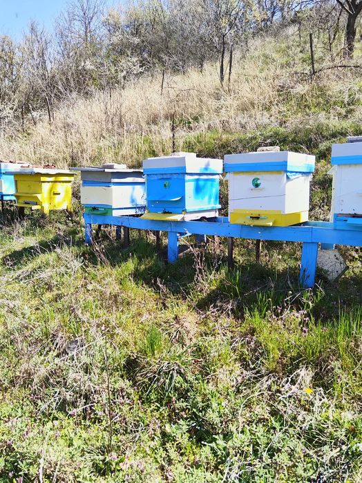 Пчелни семейства рег N 2648-0034