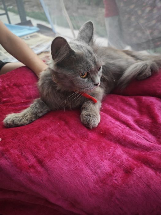 Qiz bola mushuk sotiladi