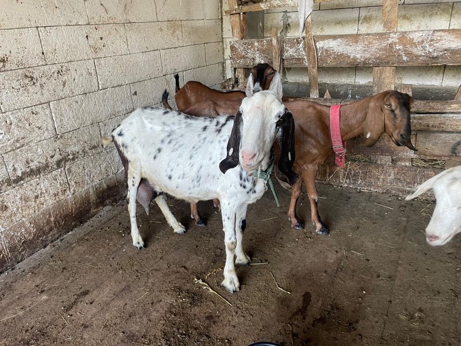 Capre de vânzare – bune de lapte, crescute la țară