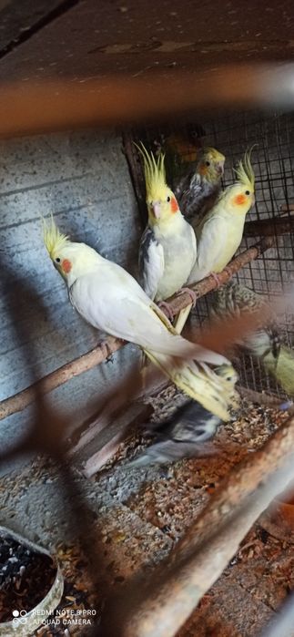 Кореллы  молодые