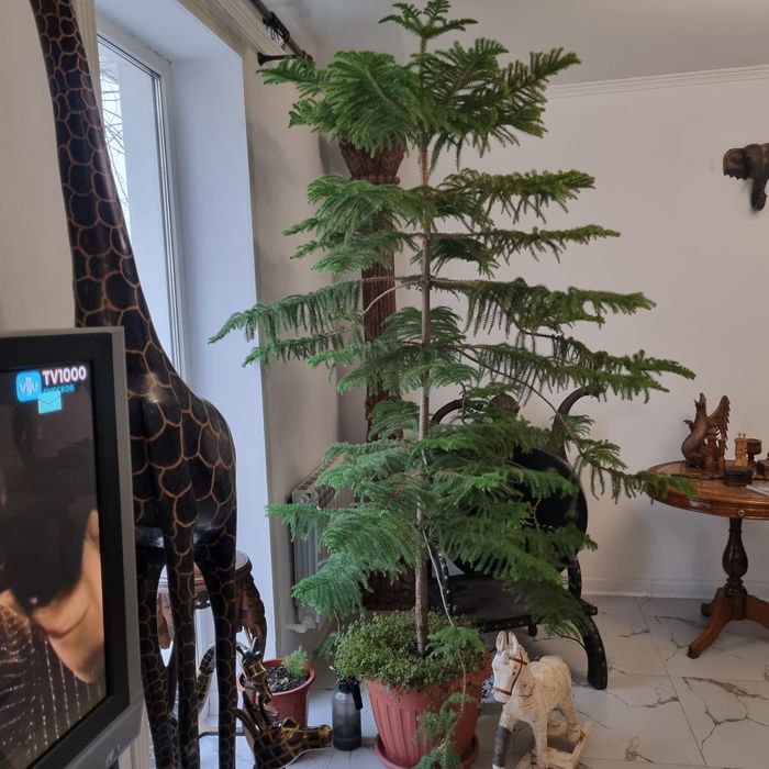 Домашняя ель,,Араукария,,-для интерьера.