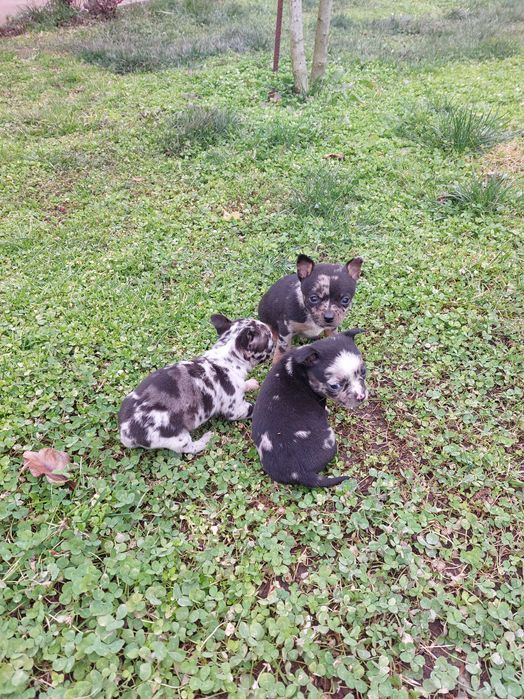 Пинчер уникат...