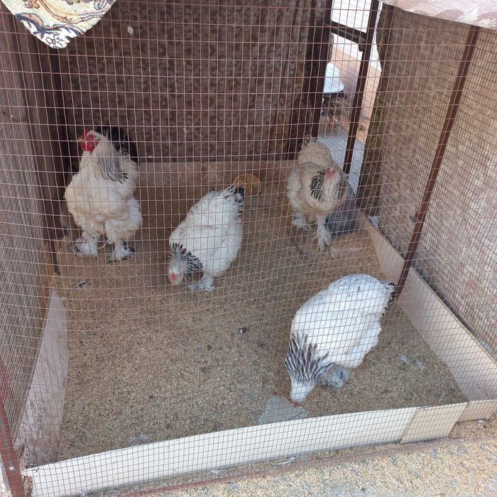 Светлая брама товук тухумлари сотилади.