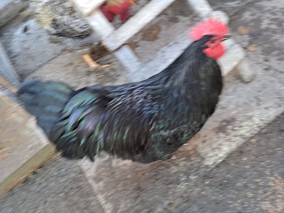 Cocosi marans si australop