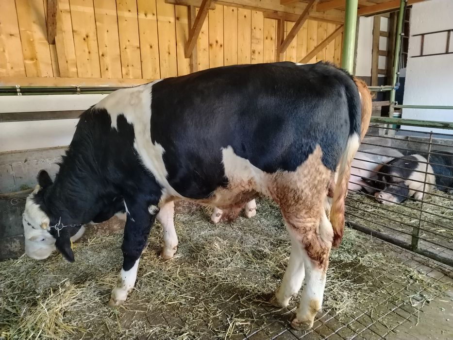 Bălțat pe negru de vânzare..