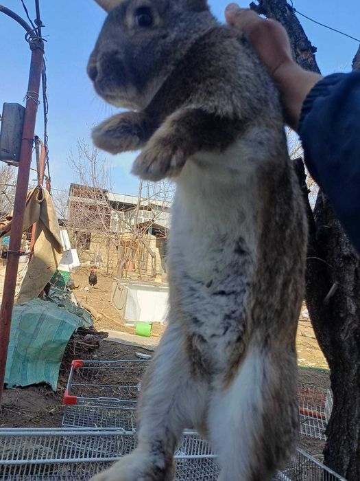 Подаются кролики