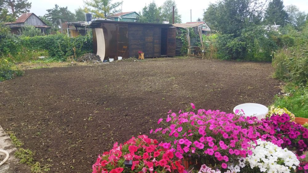 Посевной газон яркий плотный в петропавловске