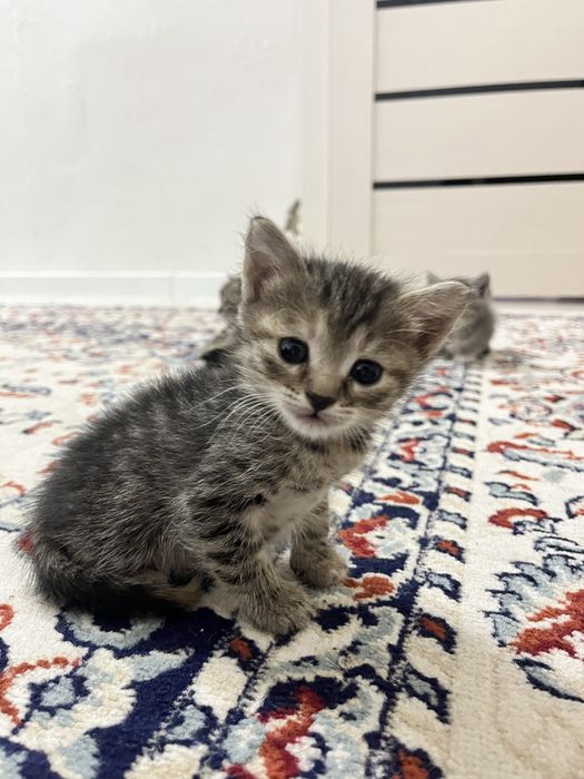 Котенки из 4 за 5000тг продам