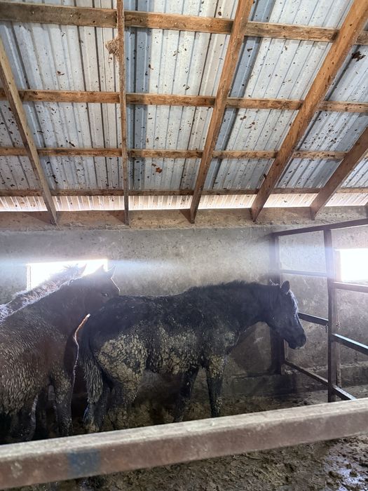 Жылкы Ас Кудалык Тамак Похрань