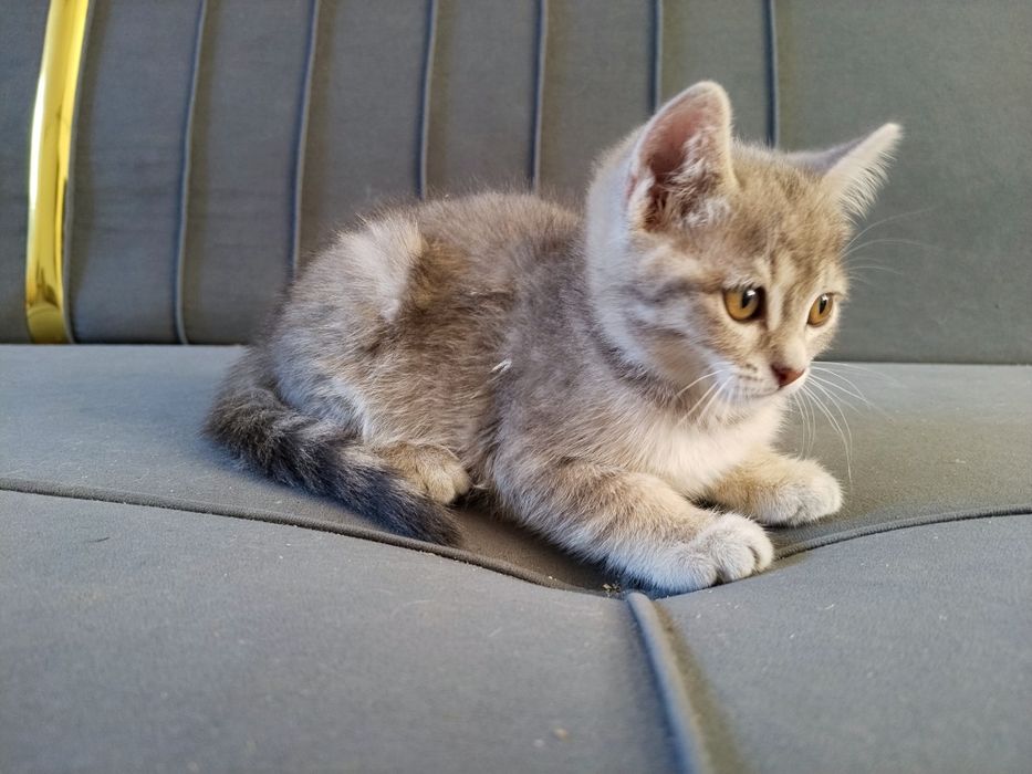 Котенок шотландский