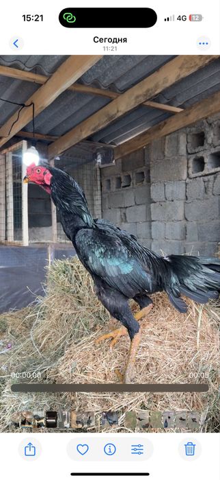 Сатылады тайго апрелски