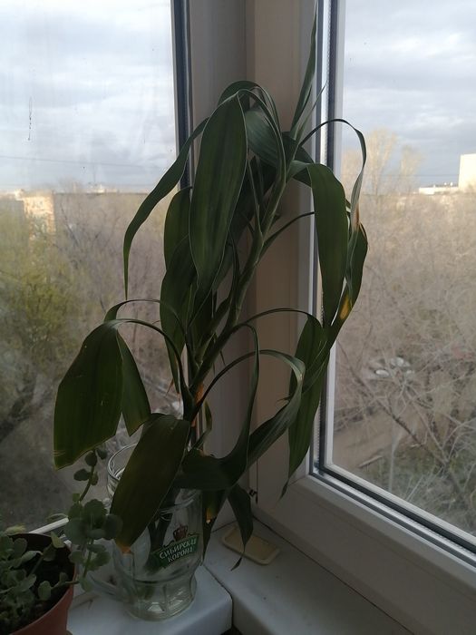 Продам бамбук цветок удачи