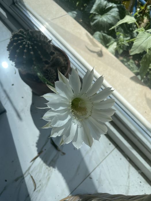 Различни кактуси в саксия по избор. Кактусите са цъфтящи.