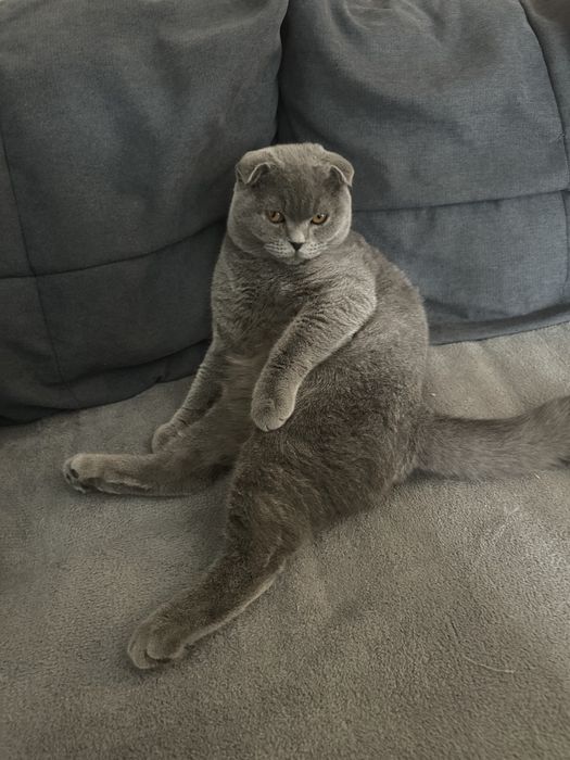 Scottish fold din parinti cu pedigree