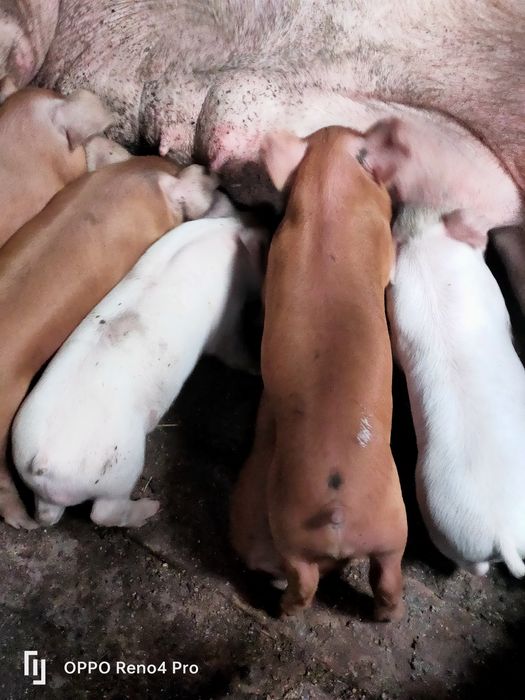 Продам супер поросят