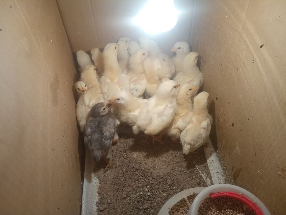 Адлер балап сатылады