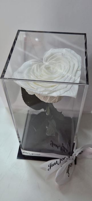 Trandafir criogenat!