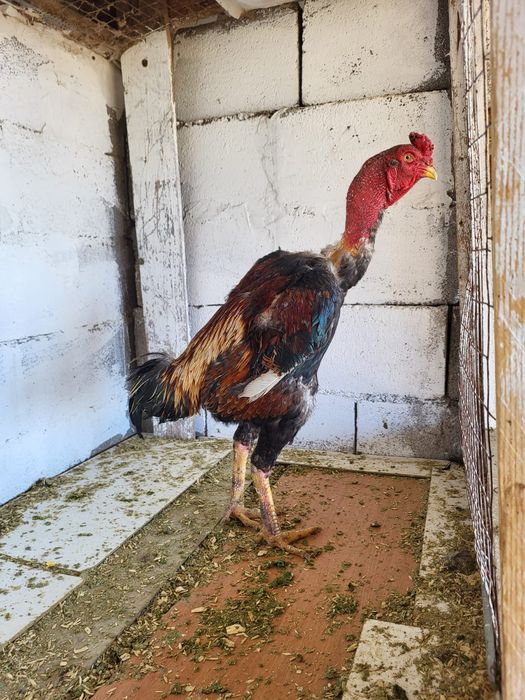 Сатамын дакан кораз 35000