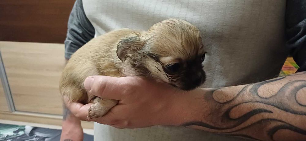 Супер мини чихуахуа