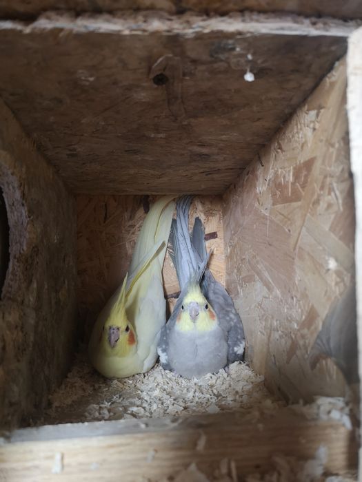 Nimfe pui și adulte