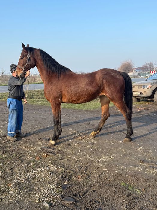 Iapă Kwpn vârstă 2.5 ani