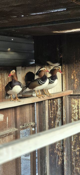 Утки мандаринки.