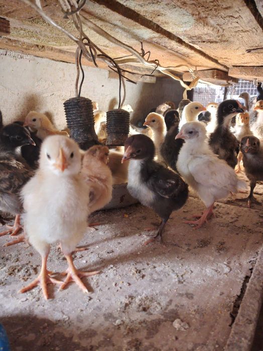 Пъдпъдъци , пилета ,яйца от декоративни кокошки.