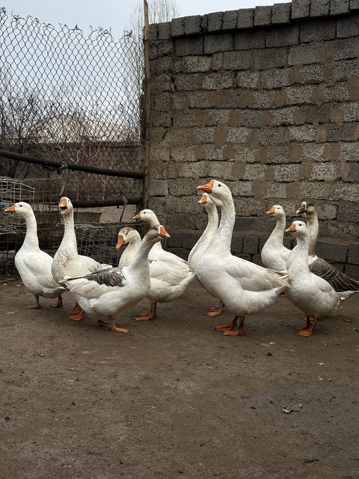 G’ozlar sotiladi 10-ta