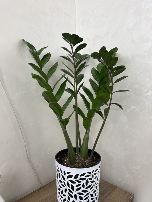 Цветы замиакулькас