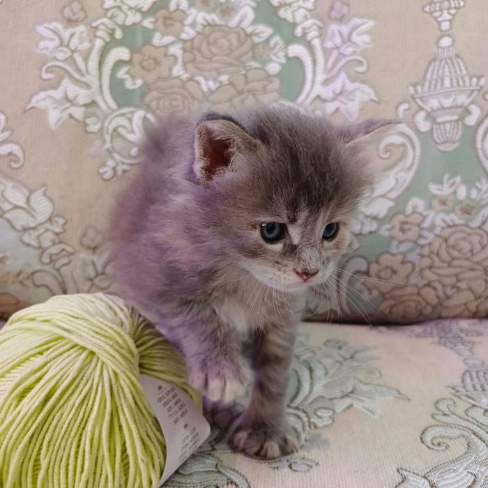 Шикарные  Мейн Куны.