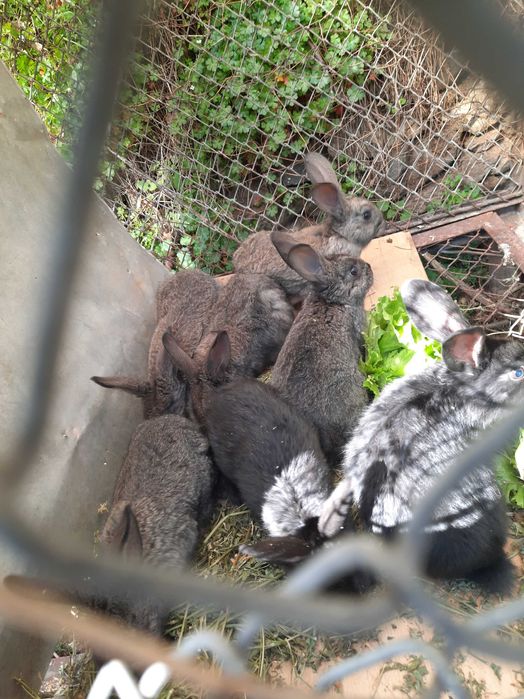 Малки зайци на 2 месеца