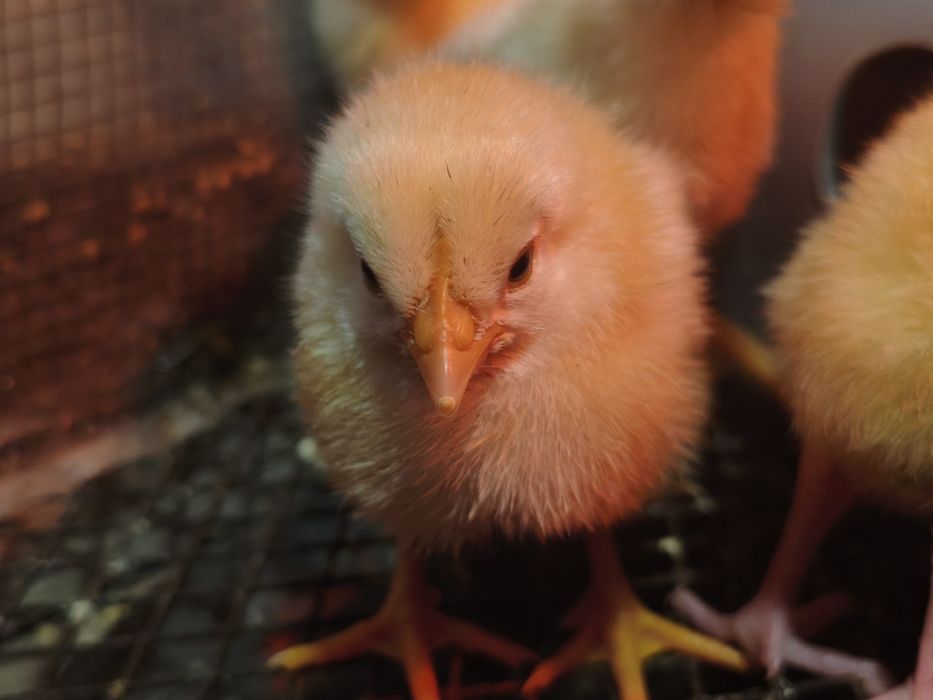 Продам цыплят несушек