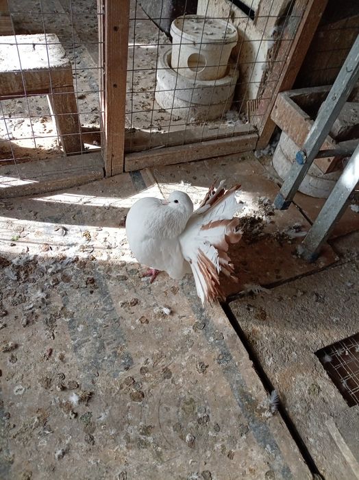 Голуби павлины кептер