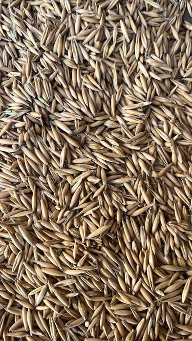 Сулы, сулу, овес кормовой