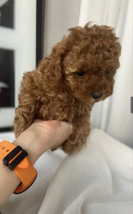 Малышка той пуделя.