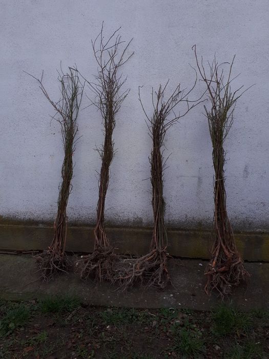 Butasi aronia, afin, coacaz