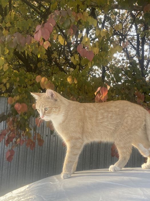 Кот Буська мальчик 1 год