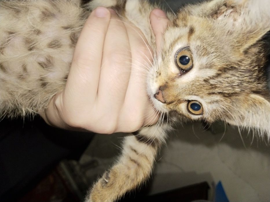 Котенок ищет дом срочно