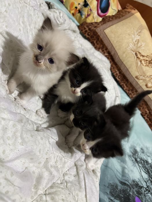 Отдам котят в добрые руки