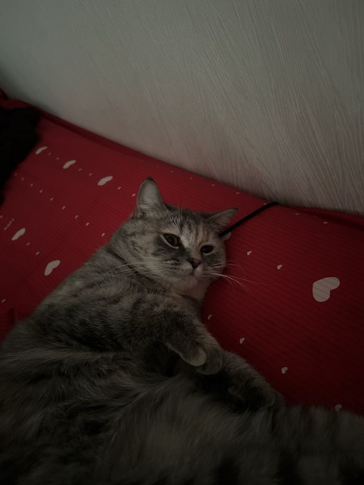 Вязка скотиш страйт,ищем кота