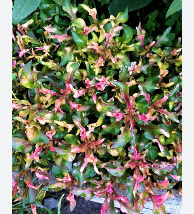 Альтернатера в наличии